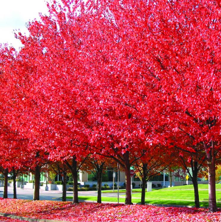 Acer rubrum - Bordo Vermelho, Maple Vermelho - Imagem 6