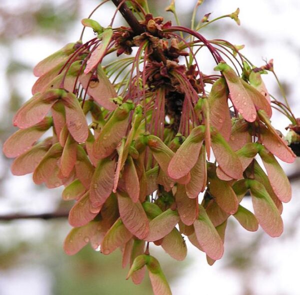 Acer rubrum - Bordo Vermelho, Maple Vermelho - TH Jardins