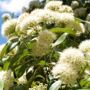 Backhousia citriodora - Murta Limão, Árvore Verbena doce, Australian Lemon Myrtle