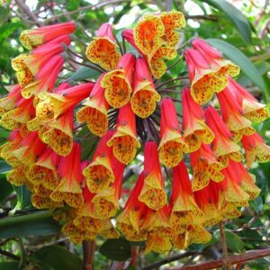 Bomarea multiflora - Bomarea, Trepadeira Lírio Bomarea, Lírio da Colômbia