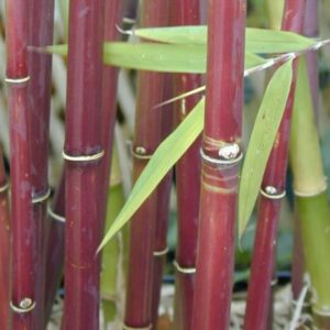 Borinda fungosa (Fargesia fungosa) - Bambu Chocolate