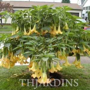 Brugmansia suaveolens var. Amarelo - Brugmansia amarela, Árvore Datura Floração amarela, Árvore Trombeta de Anjo amar