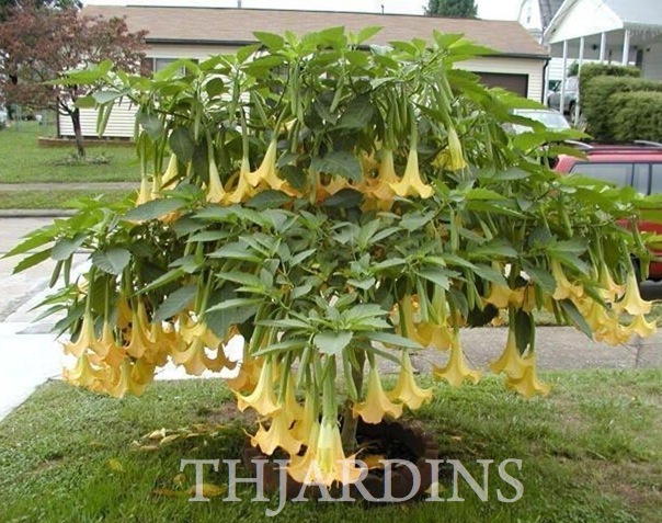Brugmansia suaveolens var. Amarelo - Brugmansia amarela, Árvore Datura Floração amarela, Árvore Trombeta de Anjo amar