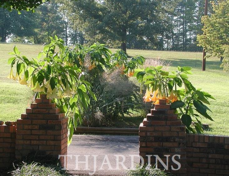 Brugmansia suaveolens var. Amarelo - Brugmansia amarela, Árvore Datura Floração amarela, Árvore Trombeta de Anjo amar - Imagem 2