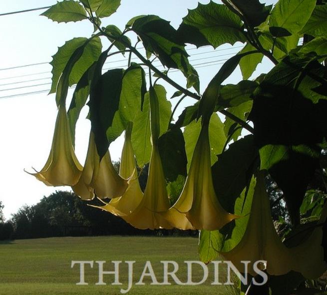 Brugmansia suaveolens var. Amarelo - Brugmansia amarela, Árvore Datura Floração amarela, Árvore Trombeta de Anjo amar - Imagem 3