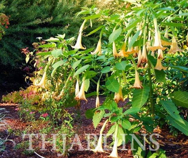 Brugmansia suaveolens var. Amarelo - Brugmansia amarela, Árvore Datura Floração amarela, Árvore Trombeta de Anjo amar - Imagem 4