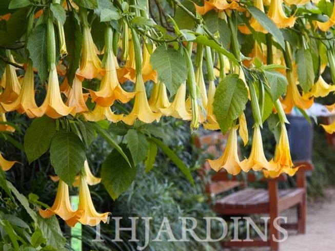 Brugmansia suaveolens var. Amarelo - Brugmansia amarela, Árvore Datura Floração amarela, Árvore Trombeta de Anjo amar - Imagem 5