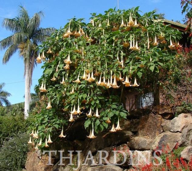 Brugmansia suaveolens var. Amarelo - Brugmansia amarela, Árvore Datura Floração amarela, Árvore Trombeta de Anjo amar - Imagem 6