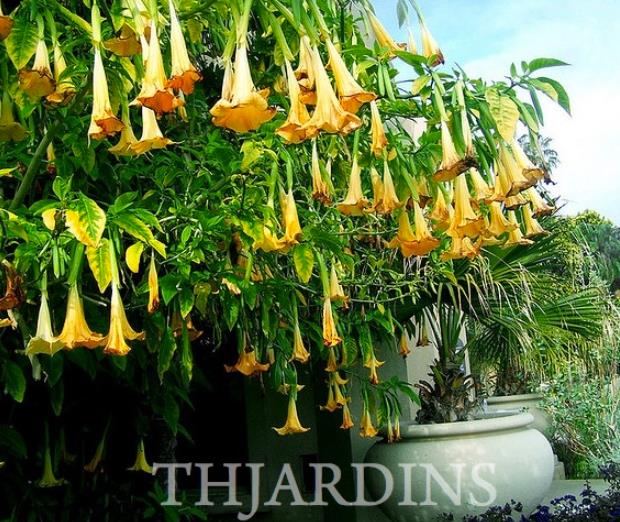 Brugmansia suaveolens var. Amarelo - Brugmansia amarela, Árvore Datura Floração amarela, Árvore Trombeta de Anjo amar - Imagem 7