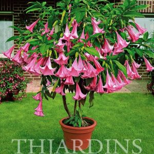 Brugmansia suaveolens var. Rosa - Brugmansia rosa, Árvore Datura Floração rosa, Árvore Trombeta de Anjo rosa