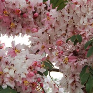 Cassia javanica ssp. Nodosa - Cassia Flor de Maçã, Cassia Rosa, Cassia Javanesa, Cássia Chuveiro de Java