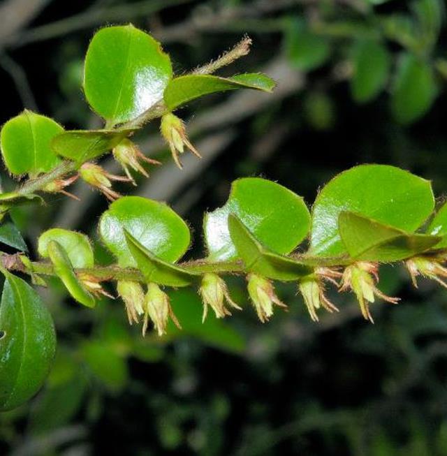 Diospyros vaccinioides - Mini-caqui, Caqui-uva, Small Persimmon, Pequeno Caqui - Imagem 2