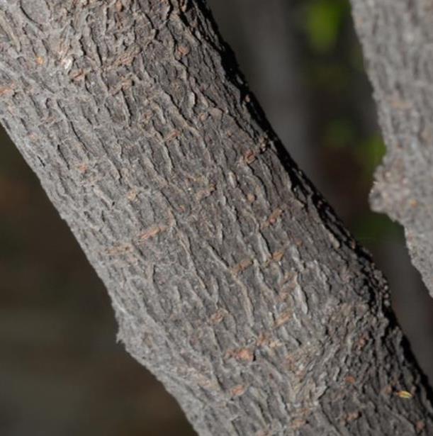 Diospyros vaccinioides - Mini-caqui, Caqui-uva, Small Persimmon, Pequeno Caqui - Imagem 4