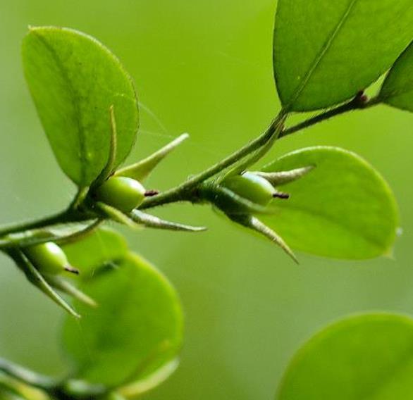 Diospyros vaccinioides - Mini-caqui, Caqui-uva, Small Persimmon, Pequeno Caqui - Imagem 5