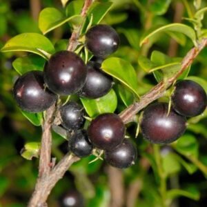 Diospyros vaccinioides - Mini-caqui, Caqui-uva, Small Persimmon, Pequeno Caqui