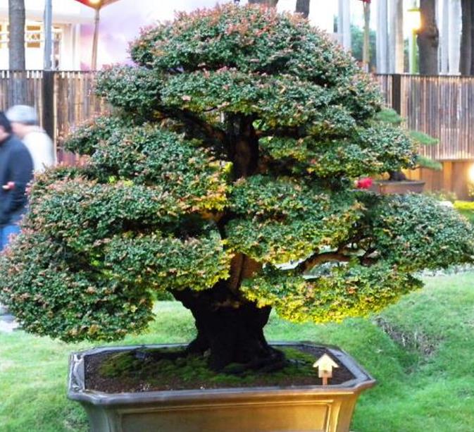 Diospyros vaccinioides - Mini-caqui, Caqui-uva, Small Persimmon, Pequeno Caqui - Imagem 9