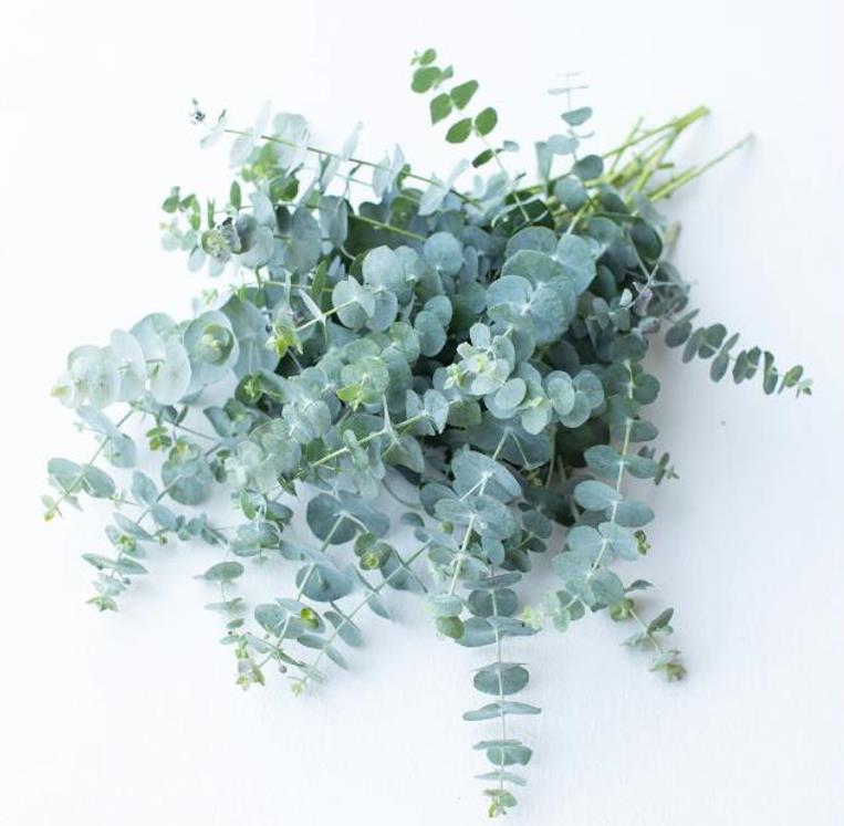 Eucalyptus pulverulenta 'Baby Blue' - Eucalipto Baby Blue, Eucalipto dos Floristas, Eucalipto Prata da Montanha - Imagem 2