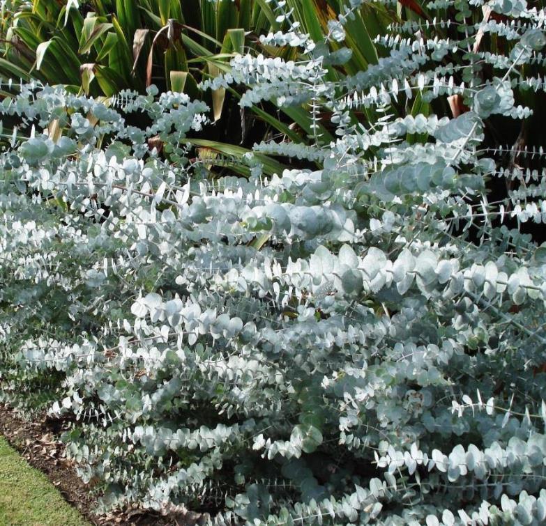 Eucalyptus pulverulenta 'Baby Blue' - Eucalipto Baby Blue, Eucalipto dos Floristas, Eucalipto Prata da Montanha - Imagem 3