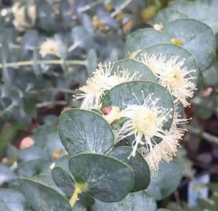 Eucalyptus pulverulenta 'Baby Blue' - Eucalipto Baby Blue, Eucalipto dos Floristas, Eucalipto Prata da Montanha - Imagem 5
