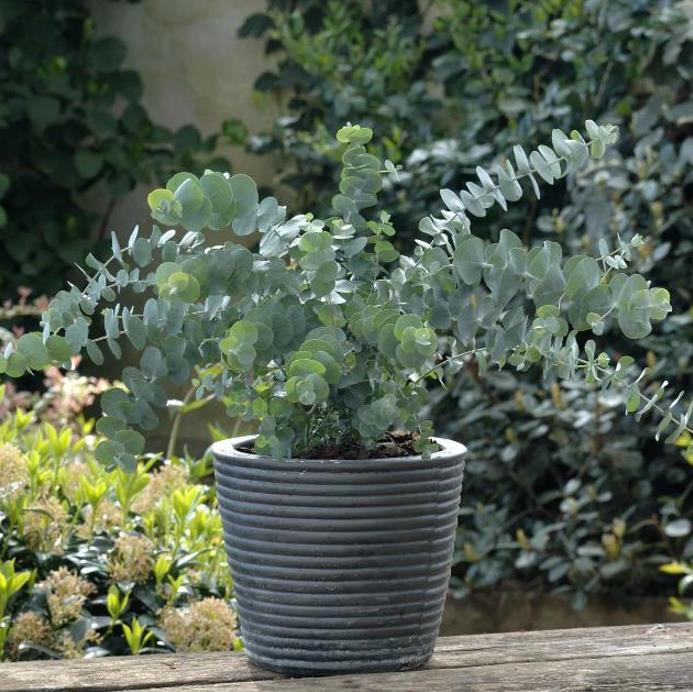 Eucalyptus pulverulenta 'Baby Blue' - Eucalipto Baby Blue, Eucalipto dos Floristas, Eucalipto Prata da Montanha - Imagem 6