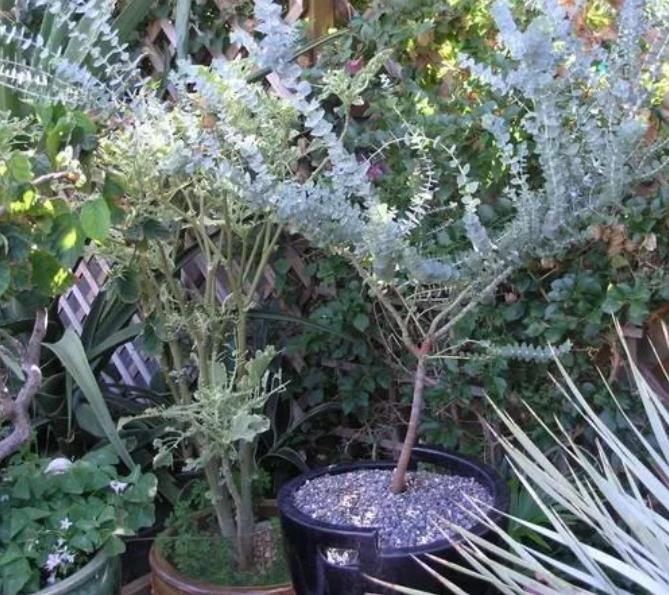 Eucalyptus pulverulenta 'Baby Blue' - Eucalipto Baby Blue, Eucalipto dos Floristas, Eucalipto Prata da Montanha - Imagem 7