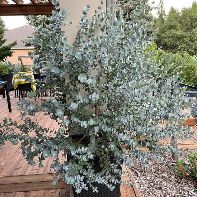 Eucalyptus pulverulenta 'Baby Blue' - Eucalipto Baby Blue, Eucalipto dos Floristas, Eucalipto Prata da Montanha - Imagem 8