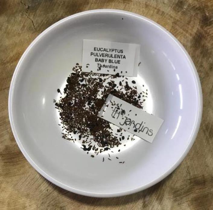 Eucalyptus pulverulenta 'Baby Blue' - Eucalipto Baby Blue, Eucalipto dos Floristas, Eucalipto Prata da Montanha - Imagem 9