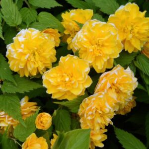 Kerria japonica 'Pleniflora' - Rosa Japonesa Dobrada, Malva de Judeu, Rosa da Páscoa, Botões de Bacharel