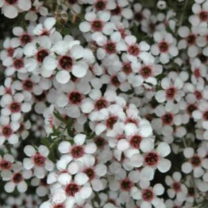 Leptospermum rupreste (L.scoparium Prostatum) - Arbusto do Mel rupreste, Murta de Mel do muro, Arbusto de Chá prostrado