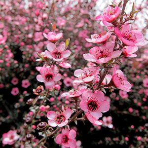 Leptospermum sericeum - Manuka Esperance, Planta Chá Prata, Árvore Chá de Esperance