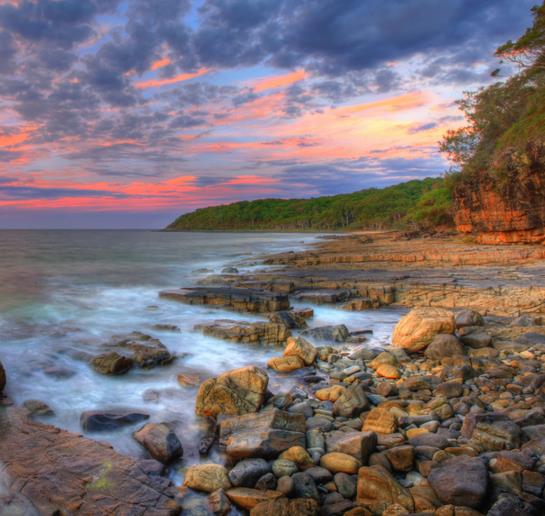 Leptospermum sericeum - Manuka Esperance, Planta Chá Prata, Árvore Chá de Esperance - Imagem 2