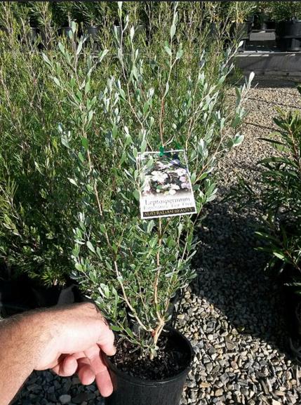 Leptospermum sericeum - Manuka Esperance, Planta Chá Prata, Árvore Chá de Esperance - Imagem 3