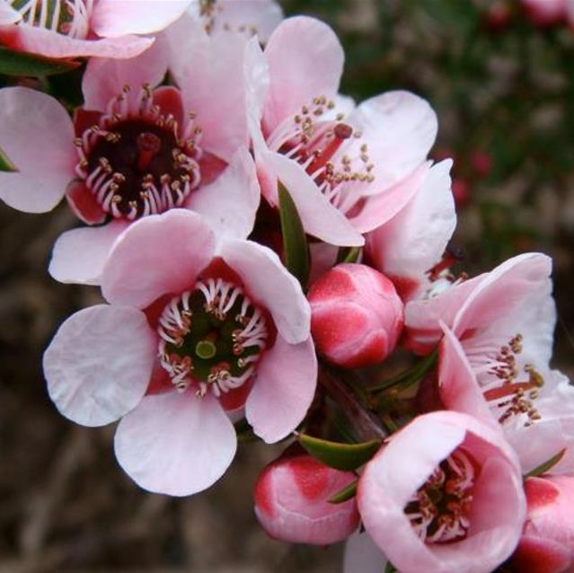 Leptospermum sericeum - Manuka Esperance, Planta Chá Prata, Árvore Chá de Esperance - Imagem 5
