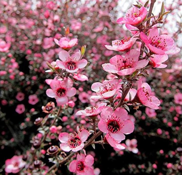 Leptospermum sericeum - Manuka Esperance, Planta Chá Prata, Árvore Chá de Esperance - Imagem 6