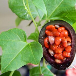 Passiflora morifolia - Maracujá doce azul, maracujá doce roxo