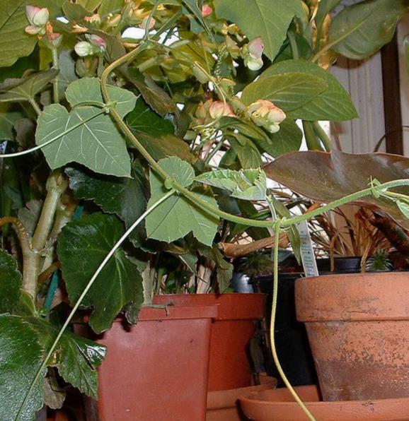 Passiflora morifolia - Maracujá doce azul, maracujá doce roxo - Imagem 3