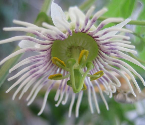 Passiflora morifolia - Maracujá doce azul, maracujá doce roxo - Imagem 5