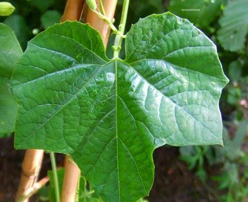 Passiflora morifolia - Maracujá doce azul, maracujá doce roxo - Imagem 6