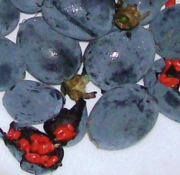 Passiflora morifolia - Maracujá doce azul, maracujá doce roxo - Imagem 7