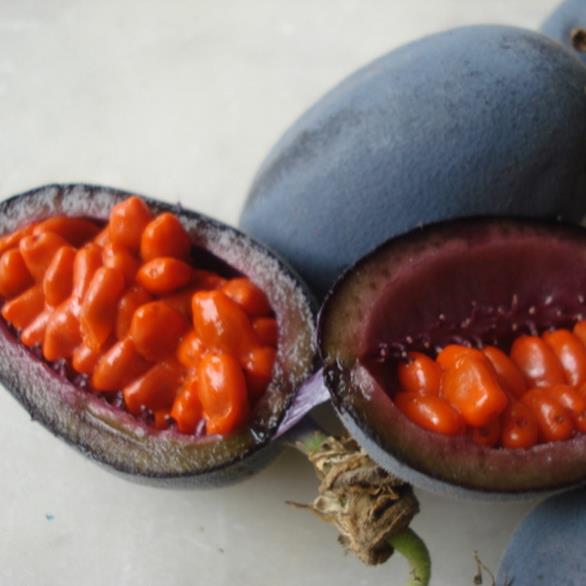 Passiflora morifolia - Maracujá doce azul, maracujá doce roxo - Imagem 8