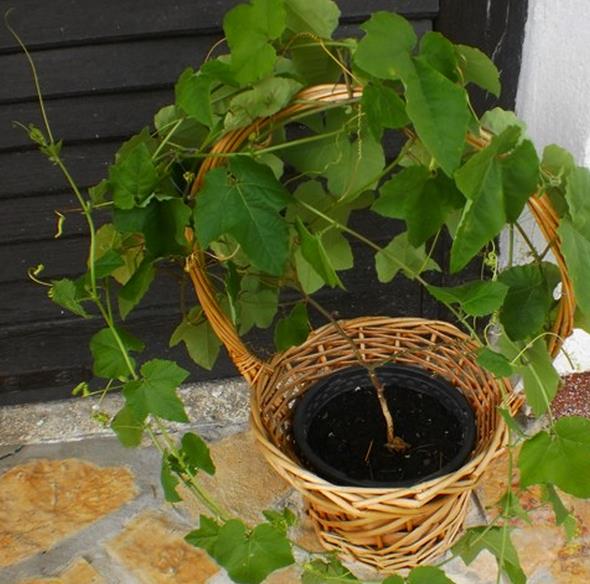 Passiflora morifolia - Maracujá doce azul, maracujá doce roxo - Imagem 9