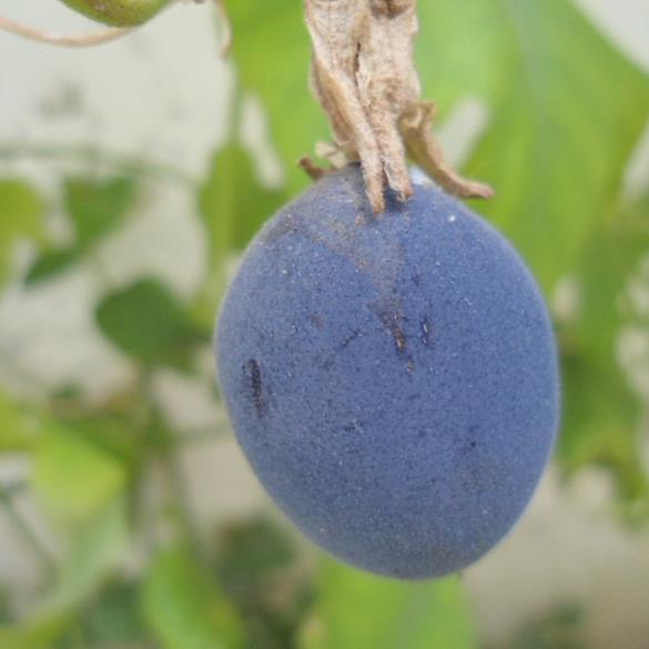 Passiflora morifolia - Maracujá doce azul, maracujá doce roxo - Imagem 10