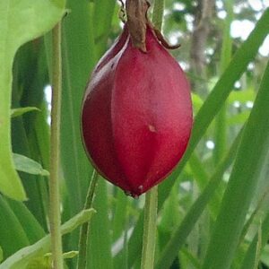 Passiflora Capsularis - Vanilla cream passionflower, maracujá baunilha, maraculá vermelho, maracujá