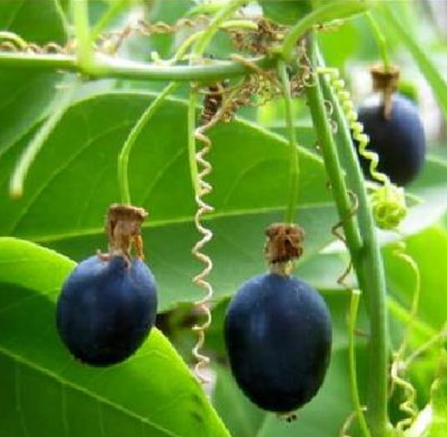 Passiflora Tiny star - Maracujá Negro Doce, Maracujá Uva