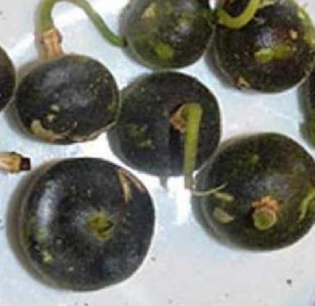 Passiflora Tiny star - Maracujá Negro Doce, Maracujá Uva - Imagem 2