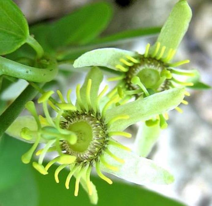 Passiflora Tiny star - Maracujá Negro Doce, Maracujá Uva - Imagem 3