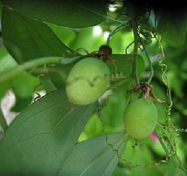 Passiflora Tiny star - Maracujá Negro Doce, Maracujá Uva - Imagem 4