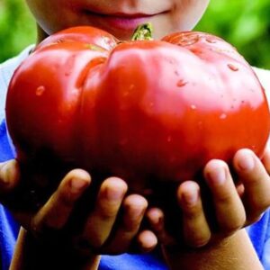Solanum lycopersicon Gigante Liscio (Nova seleção com Certificação Orgânica) - Tomate Gigante Liscio (Nova Seleção)
