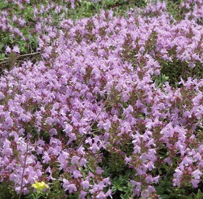 Thymus serpyllum - Tomilho Selvagem, Grama Rosa Tomilho Aromática, Tomilho Rastejante, Tomilho Lim - Imagem 3