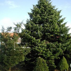 Abies nordmanniana Subsp. Equi-trojani - Abeto Caucasiano, Abeto De Trojan, Abeto Cavalo de Tróia, Pinheiro da Turquia